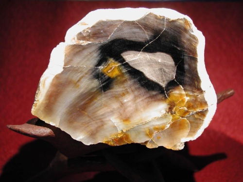 Petrified Wood