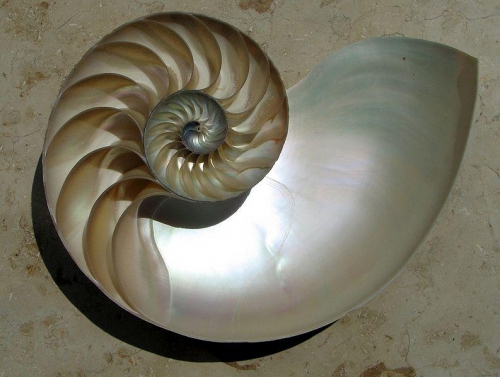 Mother of Pearl